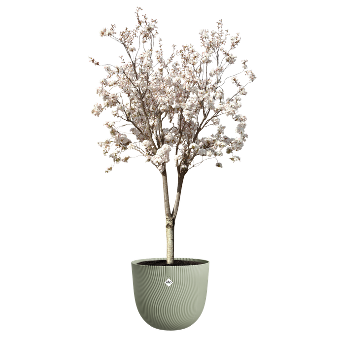 sereh round 47cm nordic green